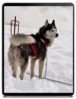 Alpe Giumello e Sleddog 2012
