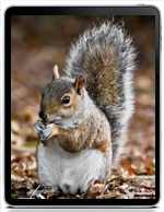 Scozia - Squirrel